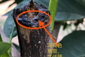 花椒树黑胫病，枯萎减产怎么办？抓住三大关键点，精细管理是重点图片