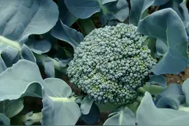 西兰花种植时间和方法图片