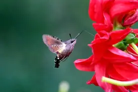 像蜂鸟一样的昆虫：长喙天蛾图片