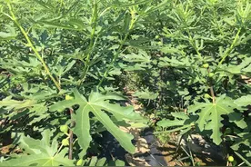 真正效益高的果树，不仅果实价格高，叶子和根还能卖钱图片