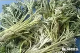 茵陈，你想不到的路边良药图片
