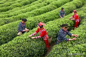 全国地理标志农产品目录系列之——四川省（四）图片