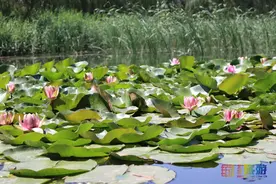 古诗词里的“江南风景”，就藏在北京这个低调的公园！不仅免费，还不用预约！图片