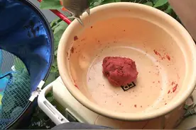 湖南河道出现许多“红鲳鱼”，凶猛似食人鱼，钓鱼人：钓了好多条图片