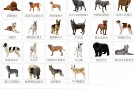 请放中国土狗一条生路！中华田园犬属禁养，而国外土狗却被优待图片