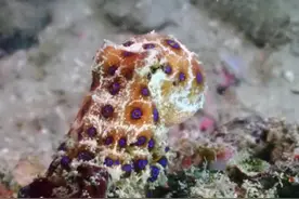 新加坡南部海岛惊现海洋毒王蓝环章鱼，毒性是眼镜蛇的50倍图片