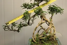 胡椒木盆景，精致提根，根根分明图片