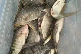 春钓罗非全攻略，小中取大技巧，自制饵料配方分享图片