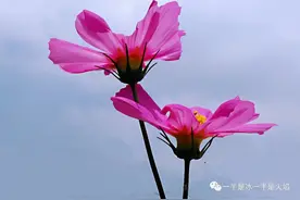 随笔：在秋天，看格桑花图片