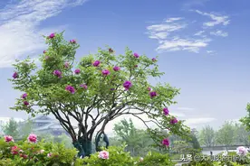 洛阳市区一景区现近百棵百年牡丹，每棵开花近百朵图片