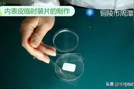 用显微镜观察洋葱鳞片叶表皮细胞图片