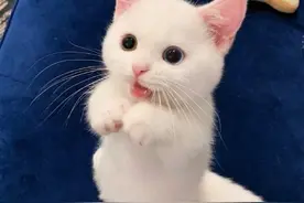 超萌小奶猫，拥有倾国倾城般的容颜图片