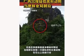 彪or华南虎？广西疑现神秘“兽王”！有何特点？专家：粪便是关键图片
