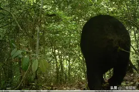 熊出没，请注意！安徽这些地方有野生黑熊分布图片