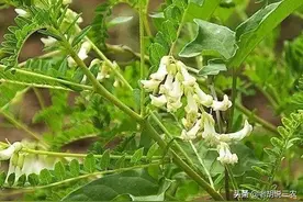 俗语：“公牛、母牛不‘恋爱’，快找黄芪莫等待”，是啥意思？图片