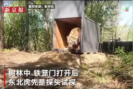 “放虎归山”现场画面曝光：老虎出笼伸头试探，坐地观望后离开图片