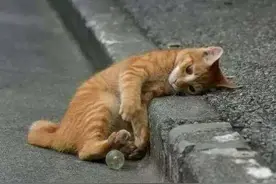 将流浪猫管理纳入《养犬条例》应缓行 | 法治论苑图片