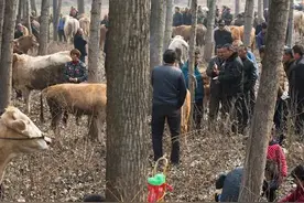 旧时乡村集市上的牛经纪，你还有印象吗图片