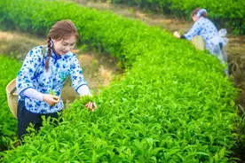 歪果仁尝了都说好！中国茶文化早就步入潮流轨道了图片