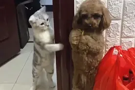 狗狗被主人罚站，猫咪竟公报私仇：伤害性不大，侮辱性极强呀图片