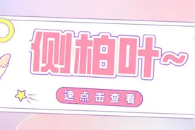 凉血止血、生发乌发的侧柏叶图片