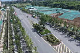 西安263岁最牛“钉子树”立路中央 城市主干道为其绕道修路图片