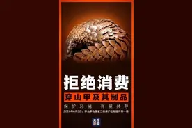 非法出售穿山甲夫妻双双获刑！养殖基地竟搜出一屋冻体穿山甲！图片