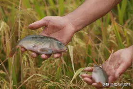 此鱼养在稻田里，是鲤鱼的变种，最大难超半斤，价格是鲤鱼10倍图片