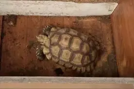 小心！别养这种龟，已有人摊上大事！图片