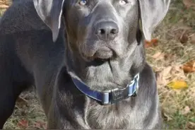 可以摧毁坦克的军犬，让德国人恐慌，这种军犬惊艳世界图片