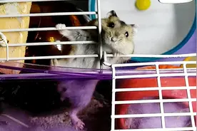 一个多月的小仓鼠第一次颊囊满满的状态，一直纠结颊囊里的粮食视频封面