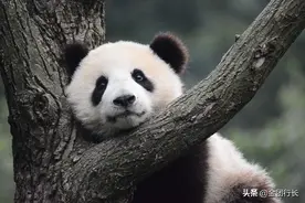 被我的可爱咬一口图片