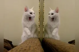 “蠢猫”的6个行为，一般猫咪没有，你家猫有吗？图片