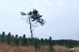 知青岁月，我到京山吴岭拉柴禾图片