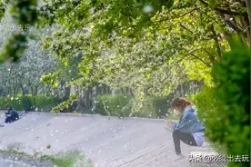 春风拂过，海棠花如雨落下，望京小路变身花海仙境图片