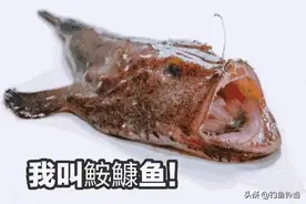 相貌丑陋肉质鲜美，唯一懂得“钓鱼”的鱼，详述如何垂钓安康鱼！图片