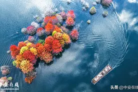 安徽宁国：皖南红杉林 最美正当时「航拍」图片