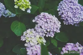 避开人山人海，在成都享受被绣球花簇拥的高光时刻图片