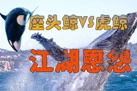海洋巨兽的江湖恩怨：连大白杀都能虐杀的虎鲸，为何惧怕座头鲸图片