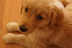 一组狗狗的表情包来袭图片