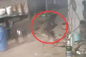 济南一工人宿舍发现鳄鱼 或因在物流运输过程中挣脱图片