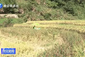 丰收！南安这个地方红米黑米收割啦图片