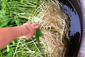不怕水的“6种花”，天天浇水长得好！图片