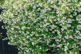 这5种爬藤植物几天就爬满整个后花园图片