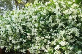 好闻花香就盆栽这3款植物，开花比桂花还香，令人心旷神怡图片