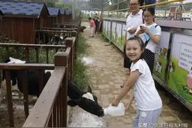 郑州一家奶牛场拓展科普乐园再“自救”图片