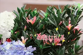 常见的3类花，再好看也别养在卧室！容易过敏，还可能“有毒”图片