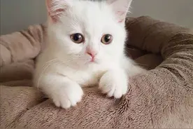 小猫可爱图图片