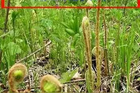 什么是微菜？微菜产在哪里？微菜又有哪些人喜爱？图片