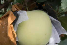 专家解读：苹果脱袋遇上阴雨天，会着色难，最终导致卖果难怎么办图片